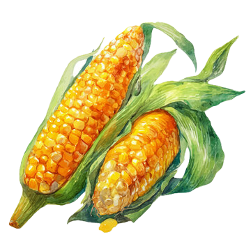 Sweet Corn